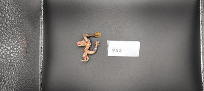 (1) Kroxigor OOP METAL Lizardmen Warhammer Fantasy Miniatures -1045-